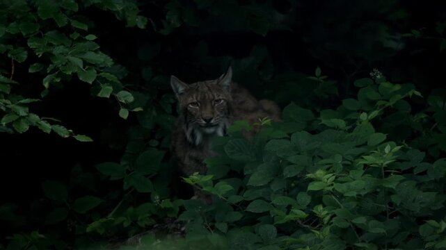 A large animal is seen moving through bushes at night in Bavarian Forest National Park. The animal hides among the leaves, showcasing its natural behavior in the wild.
