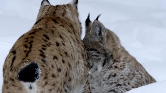 Two lynx approach each other in the snow, display behaviors, and engage in interaction. The cold environment highlights their fur and playful demeanor against the snowy backdrop.