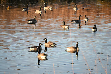 Geese on the Pond