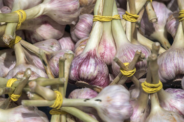 Frischer Knoblauch am Markt