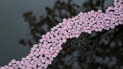 Overhead shot of pink cherry blossom petals floating on a dark pond, forming soft rafts. A water strider gently ripples the surface amidst tree branch reflections. Ideal for spring themes,
