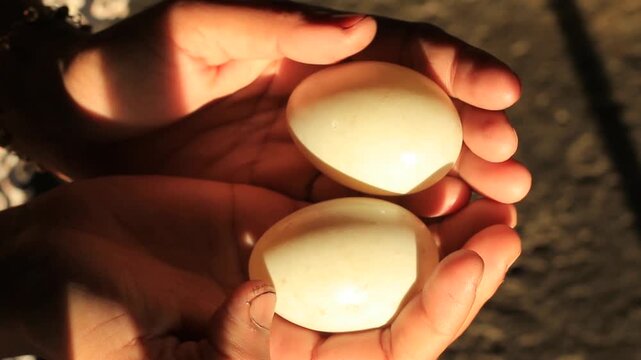 Two fresh eggs in palms, Warm afternoon sunlight illuminating the skin, Concept of local food security and natural organic livestock products