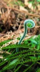 Green fern leaf in deep forest. Nature aesthetic background.