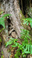 Green fern leaf in deep forest. Nature aesthetic background.