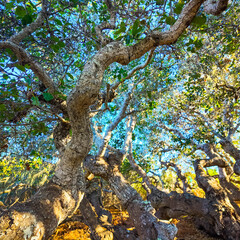 Obraz premium Stunted Coast Live Oak Trees Along Elfin Forest Trail
