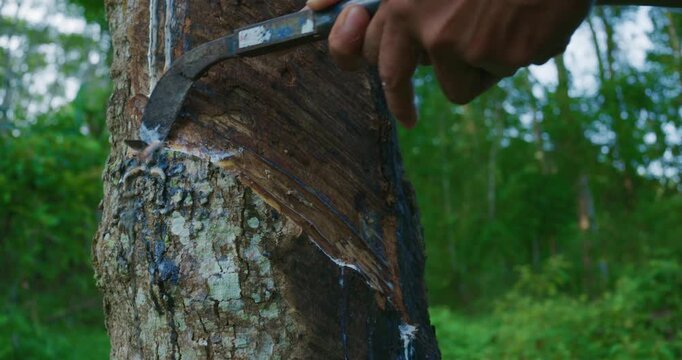 Man harved para rubber tree tropical forest agro industry