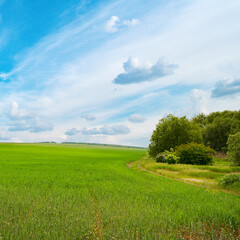 Fresh Wheat Sprouts Growing in Vast Agricultural Meadow on Sunny Spring Day