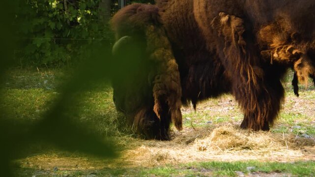 Cloce up bison head on. a meadow eating hey on a sunny day