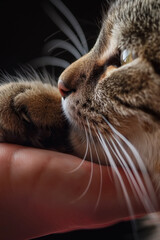 Cat nuzzling paw against human hand in closeup. Affection concept.