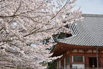 春の醍醐寺　サクラと金堂(京都市伏見区)