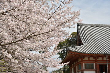 春の醍醐寺　サクラと金堂(京都市伏見区)