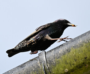 Blackbird walking on the guttering
