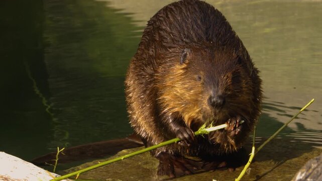 Close up of a beaver chewing on a stick and eating bark beside a river.