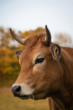 Vache ruminant dans les champs