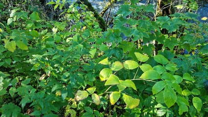 Green plants grow near a river in a forest during daytime in a natural setting with sunlight filtering through the leaves