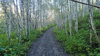 Path through a forest with tall trees and a rocky trail in the morning sun during autumn season