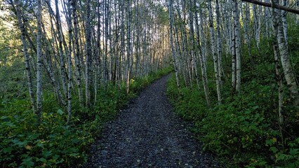 Walking path through a birch tree forest during daytime in a quiet location