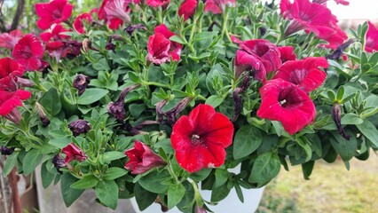 Bright red petunias in hanging pot near outdoor area on a sunny day