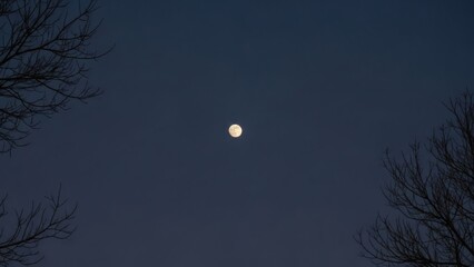 A luminous full moon shines brightly in the clear night sky, beautifully framed by the stark, silhouetted branches of bare winter trees, creating a serene and mystical nocturnal landscape