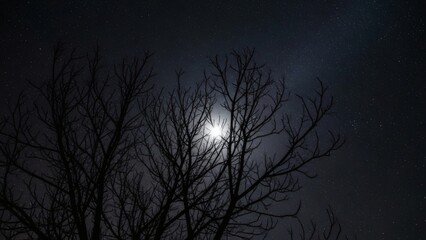Radiant full moon illuminates the intricate silhouette of bare tree branches against a dark, cloudy night sky, creating a captivating and atmospheric nocturnal vista