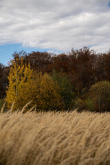 Obraz premium Autumn landscape with dry pampas grass field and colorful forest under cloudy sky