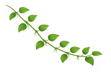 Green tropical vine creeping with fresh leaves and tendrils, isolated plant element on transparent background