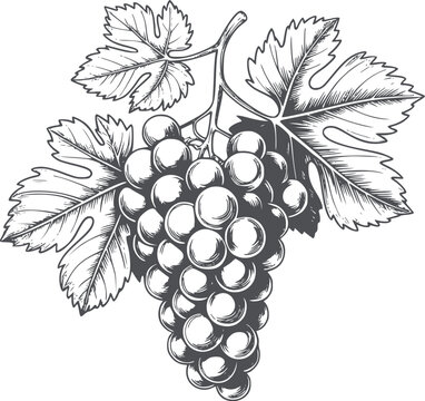 Monochrome detailed line of a grape bunch with leaves