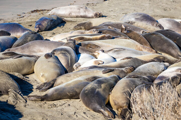 Fototapeta premium Large Elephant Seal Colony Resting on California Beach