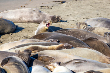 Obraz premium Large Elephant Seal Colony Resting on California Beach