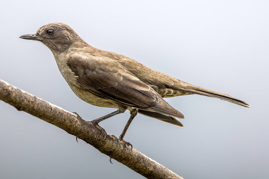 Mountain thrush (Turdus plebejus, formerly known as the mountain robin). San Gerardo de Dota, Costa Rica