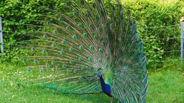 Close up of a male peacock bird spreading his tail fathers on a meadow on sunny spring day
