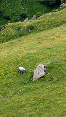 Beautiful mountain rural landscape with horses. Nature Caucasian background.
