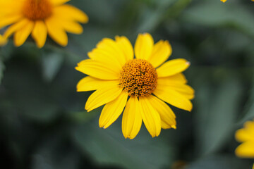 Fototapeta premium Vibrant Yellow Heliopsis Flower in Bloom - False Sunflower