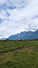Beautiful mountain rural landscape with horses. Nature Caucasian background.