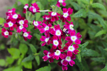 Obraz premium Clusters of Magenta Verbena Flowers with White Centers