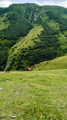 Beautiful mountain rural landscape with horses. Nature Caucasian background.