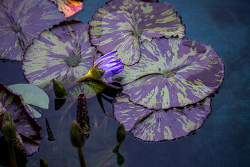 Purple water lily blooming on patterned lotus leaves in calm water. Exotic aquatic plant texture...