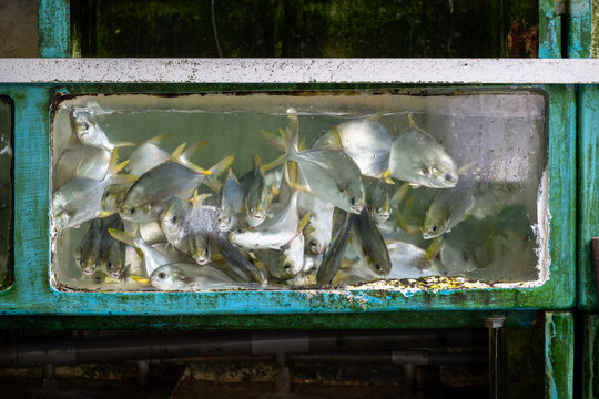 Live fish in industrial tanks at Aberdeen Fish Market, Aberdeen, Hong Kong. Seafood supply chain and aquaculture infrastructure in an urban port environment.