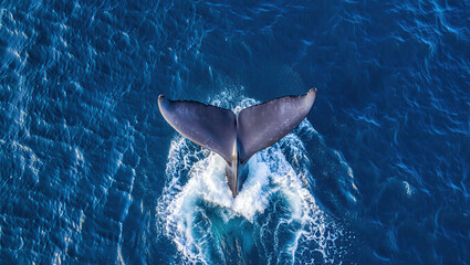 Massive Whale Fluke Splash in Open Ocean During Sunset