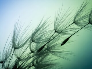 Obraz premium Dandelion Seeds Macro, Airy Texture on Blue and Green Background