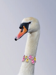 Elegant Swan Portrait Wearing Pink and Yellow Diamond Necklace