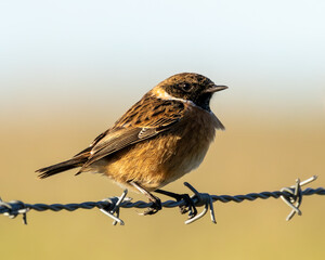 Stonechat. British farmland bird. Balanced on a barbed wire fence.