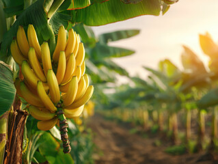 ripe yellow banana fruit on tree at agriculture farm garden.	