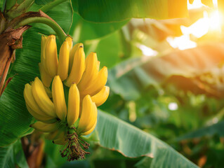 ripe yellow banana fruit on tree at agriculture farm garden.	