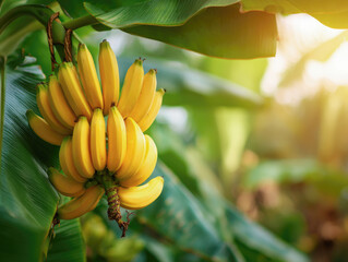 ripe yellow banana fruit on tree at agriculture farm garden.	