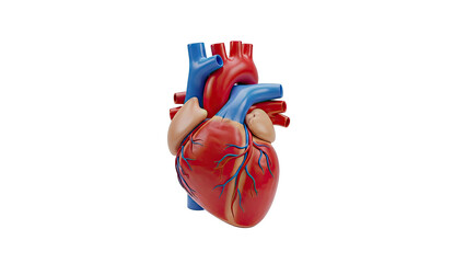 3D Human Heart Anatomy Model