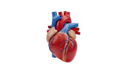 3D Human Heart Anatomy Model