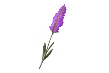 Lavender flower blooming, creating a calming aromatherapy herb for natural wellness and beauty products, transparent background