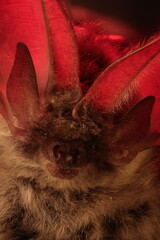 Close-up portrait of bat with translucent ears in dramatic red light. Extreme close-up portrait of a bat with large translucent ears illuminated by dramatic red backlight. Nocturnal wildlife, echoloca