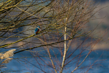 Common kingfisher (Alcedo atthis) perched on tree branch above river, colorful bird in natural habitat with soft background, European wildlife scene with copy space.